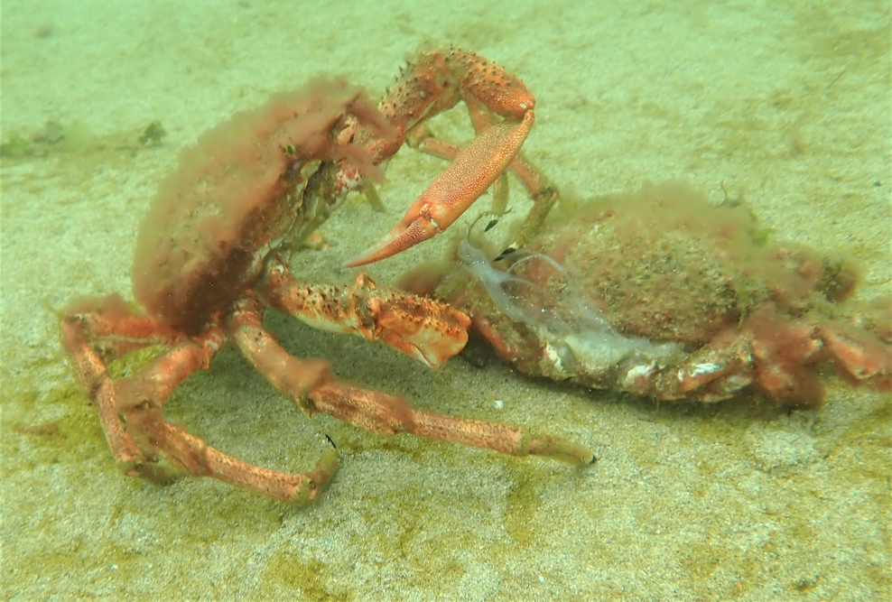 Thousands of spider crabs gather on Cornwall’s south coast in